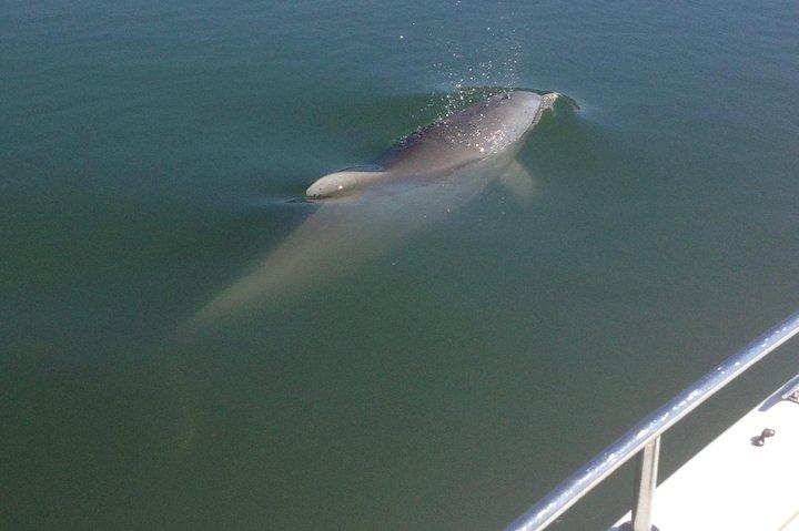 Excursions privées en bateau, phare et observation des dauphins