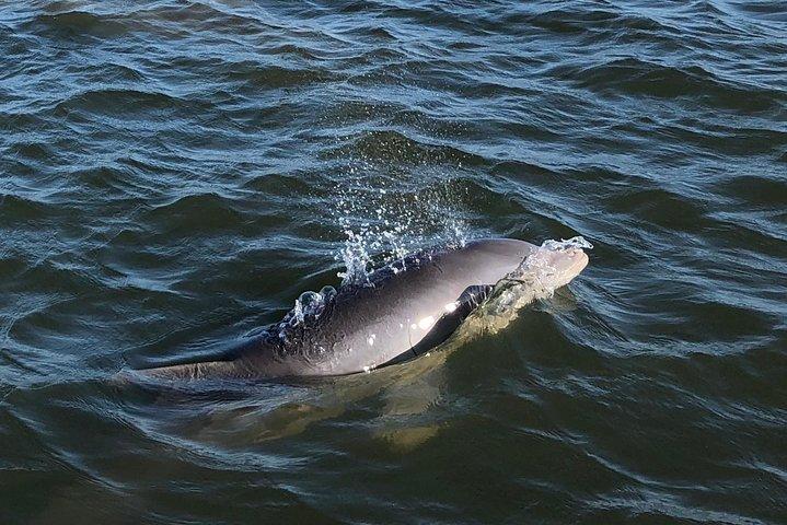 Excursions privées en bateau, phare et observation des dauphins