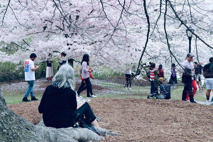NYC Central Park hestevognstur (op til 4 voksne)