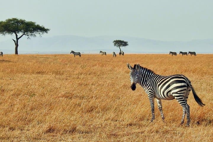 Cape Town Private, The Best Of Big Five Safari Tour