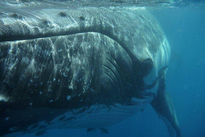 Hervey Bay Exklusive Walbeobachtungsbegegnung