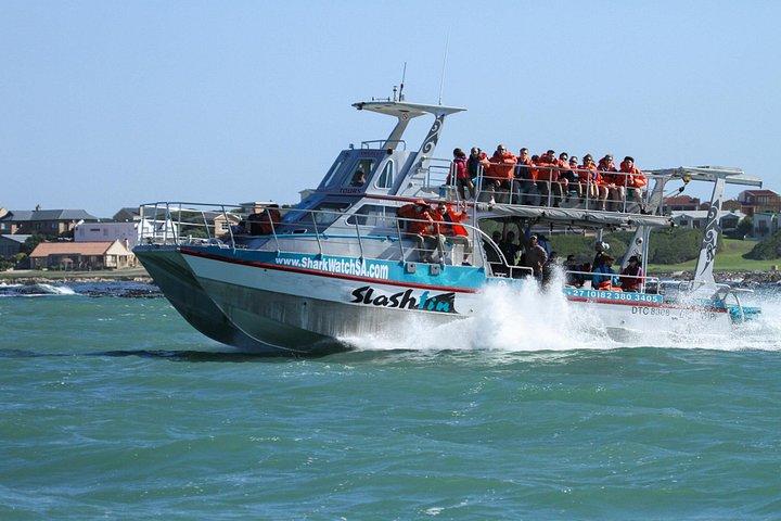 Boat Based Whale Watching