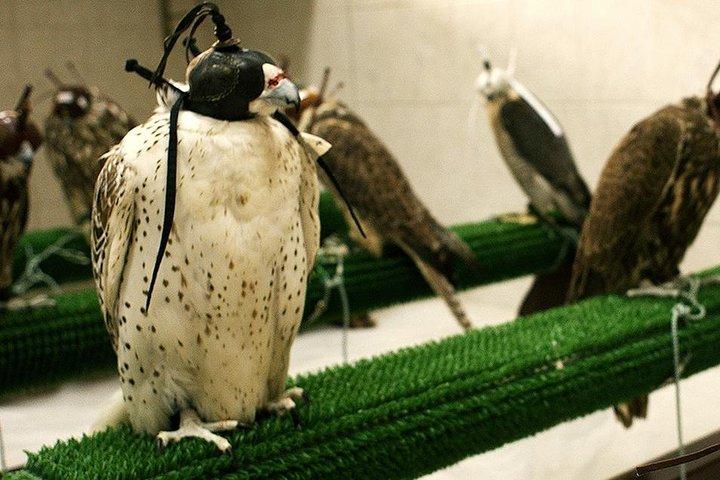 Visite de l'hôpital Falcon