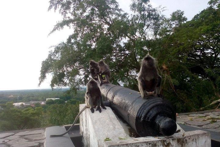 Unforgetable Touch, Eagle & Fireflies Watching (Private Tour)