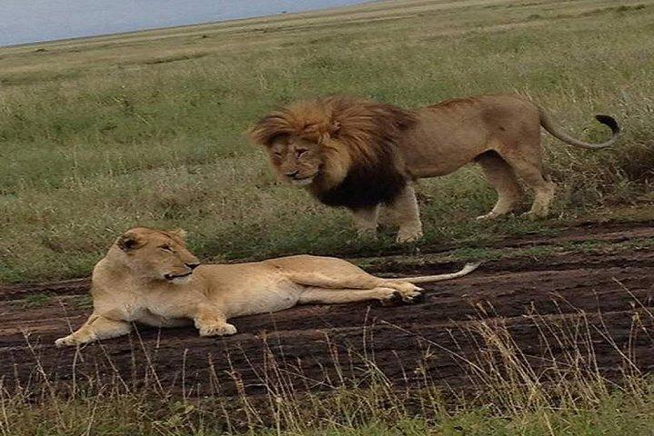 4 Días 3 Noches - Cráter Ngorongoro y Serengeti