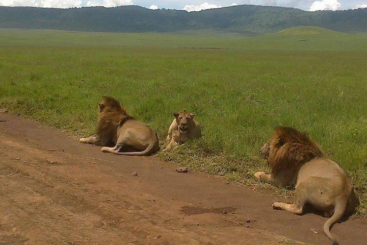 5-dages budget Camping Safari for at se stor migration