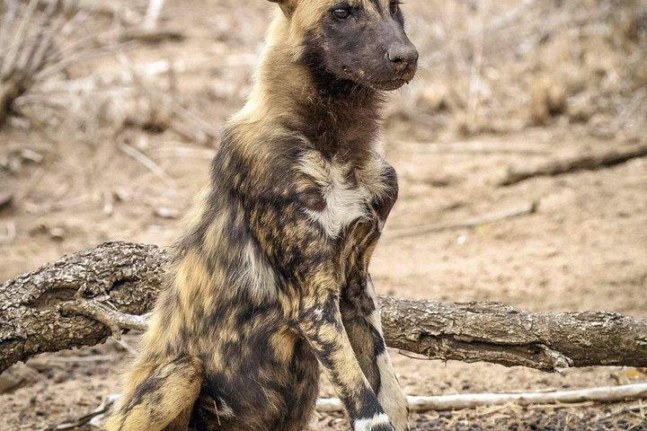 Kruger Park Safari