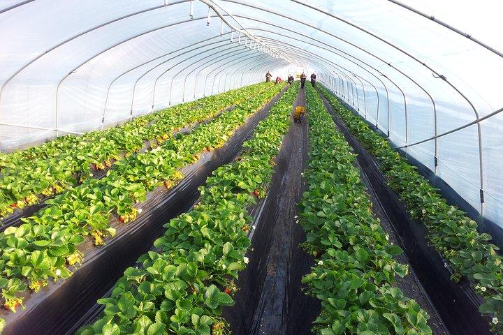 [Visite privée parfaite] Strawberry Farm & Nami Island & Déjeuner