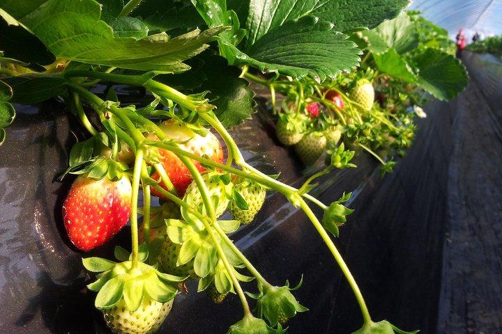 [Visite privée parfaite] Strawberry Farm & Nami Island & Déjeuner