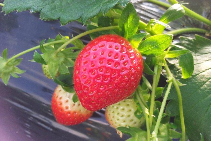[Visite privée parfaite] Strawberry Farm & Nami Island & Déjeuner