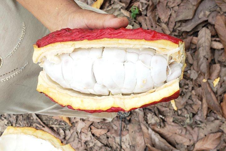 Granja de cacao y degustación de chocolate con visita al desierto de Jubones