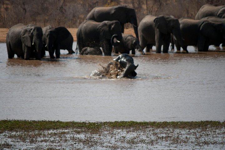 Chobe Day Trip - Da Victoria Falls