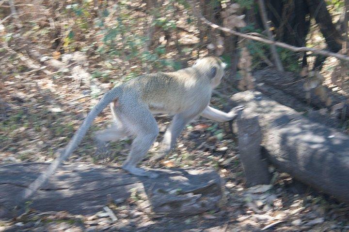 Dagtrip Chobe - Van Victoria Falls
