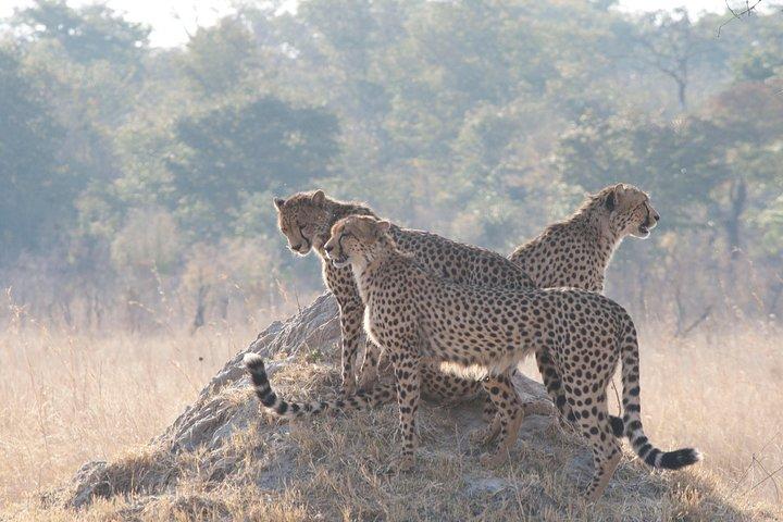 Dagtrip Chobe - Van Victoria Falls