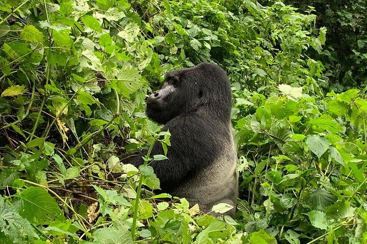 5-dagars gorillor, vilda djur och Kalinzu Forest Chimp Trek