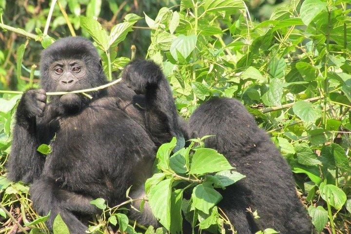 3 Day Kalinzu Chimp Trek and Uganda Gorilla Tour