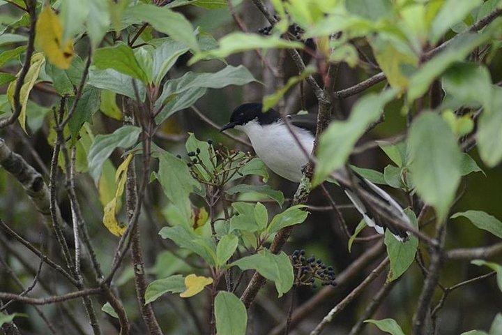 Bird Watching Doi Inthanon