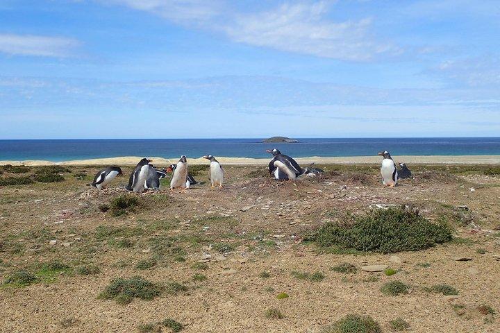 Anmeldelse af Bertha's Beach & Beyond - Your Falklands, Your Way