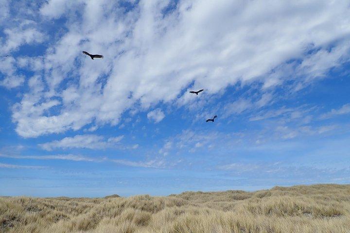 Anmeldelse af Bertha's Beach & Beyond - Your Falklands, Your Way