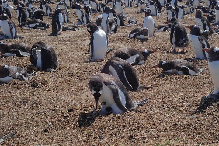 Anmeldelse af Bertha's Beach & Beyond - Your Falklands, Your Way