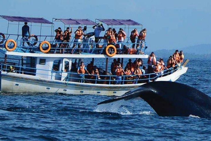 Whale Watching Experience i Mirissa