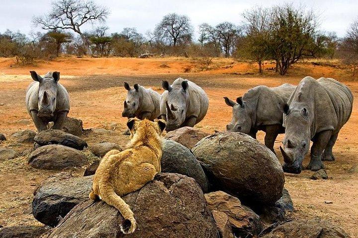 Night Rhino Game Drive e Bush Dinner dalle Cascate Vittoria