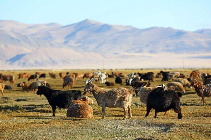 Tour de 4 días: Mongolia central