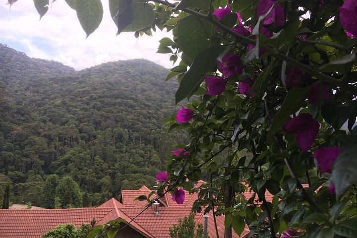 Santo Antonio da Pinhal (Private Car Guided Tour)