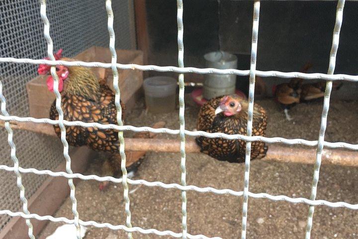 Santo Antonio da Pinhal (Private Car Guided Tour)