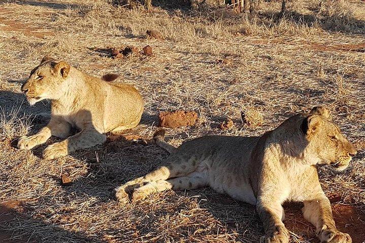 Chobe Day Trip da Victoria Falls