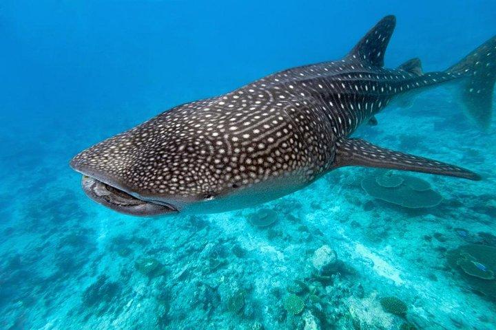 カワサン滝とジンベイザメの出会いとSumilon Sandbar