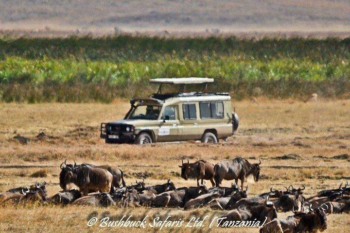 5 Days Serengeti Camping Safari