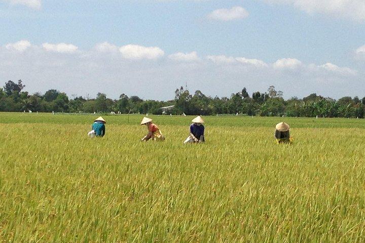 Viagem de dia inteiro do rio autêntico privado Mekong - não turístico delta de Mekong