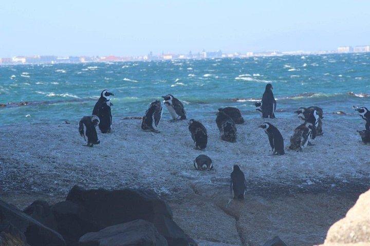 African Penguins explorers
