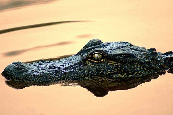 Manchac Swamp Boat Tour