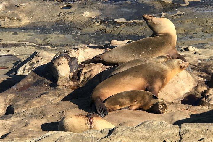 Il tour di La Jolla