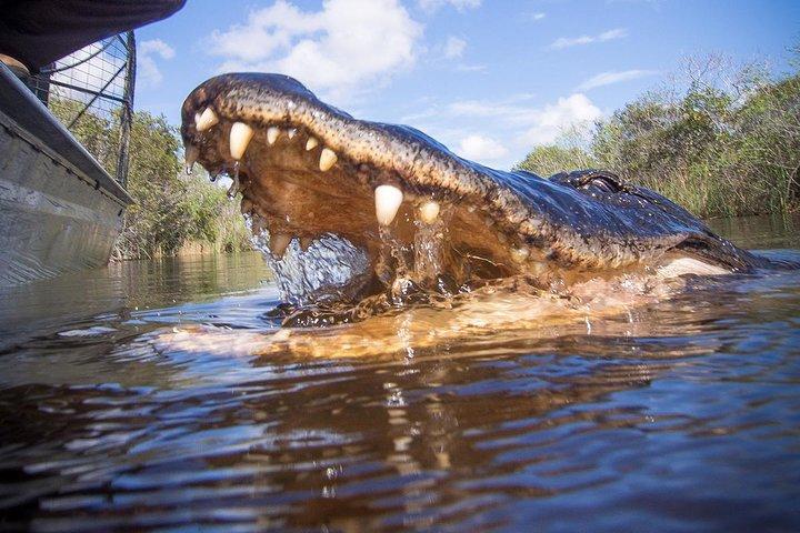 Everglades Tour with professional Tourguide inclusive pick up