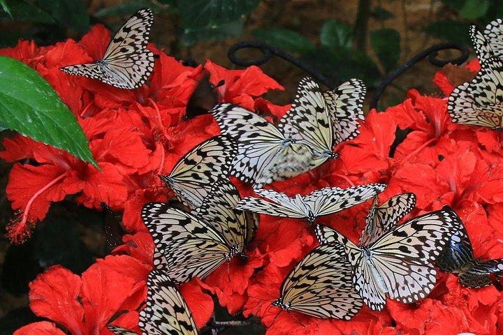 Malásia: Descubra as maravilhas da natureza com o ingresso Entopia