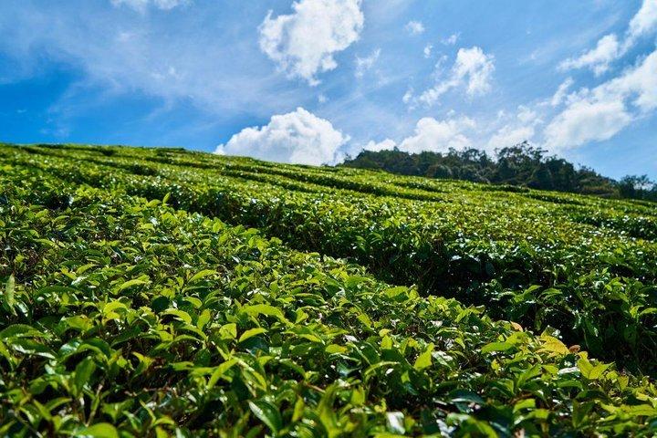 Southern Gems of Mauritius – Bois Chéri Tea & 23-Colored Earth