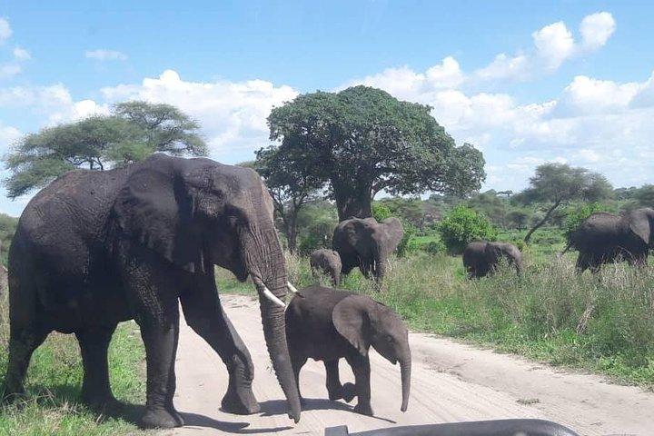 5 dagar afrikansk safari