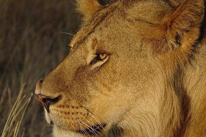 4 Days Tanzania Luxury Safari