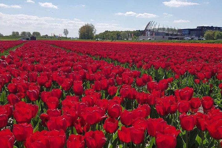 Private Day-trip naar Keukenhof Gardens: Miljoenen bloemen in bloei