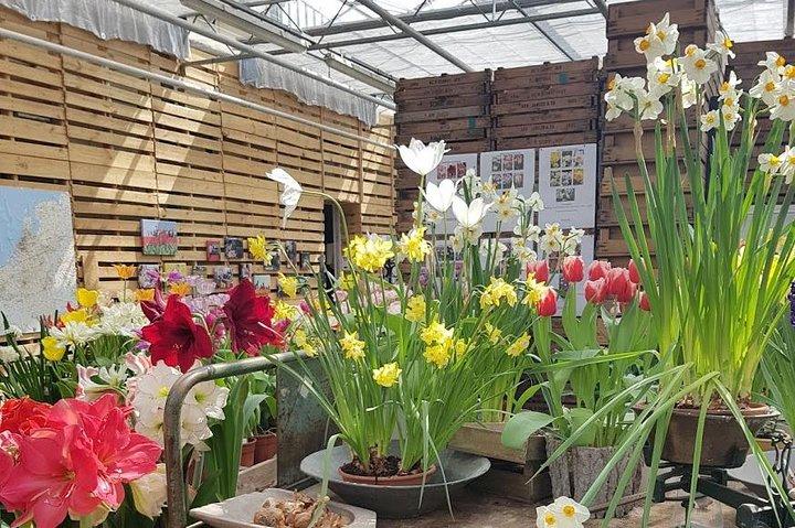 Private Day-trip naar Keukenhof Gardens: Miljoenen bloemen in bloei