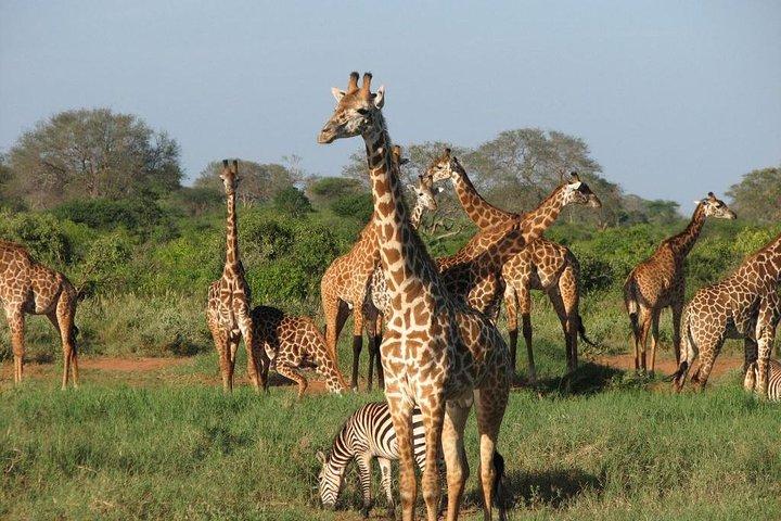ナイロビ発ツァボ ウェスト国立公園野生生物サファリ 3 日間