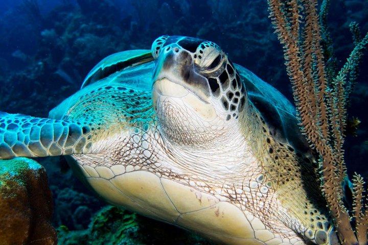 Open Water Scuba Course
