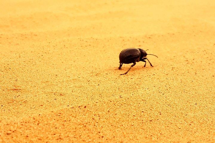 Tour por el desierto de Fez en Marruecos