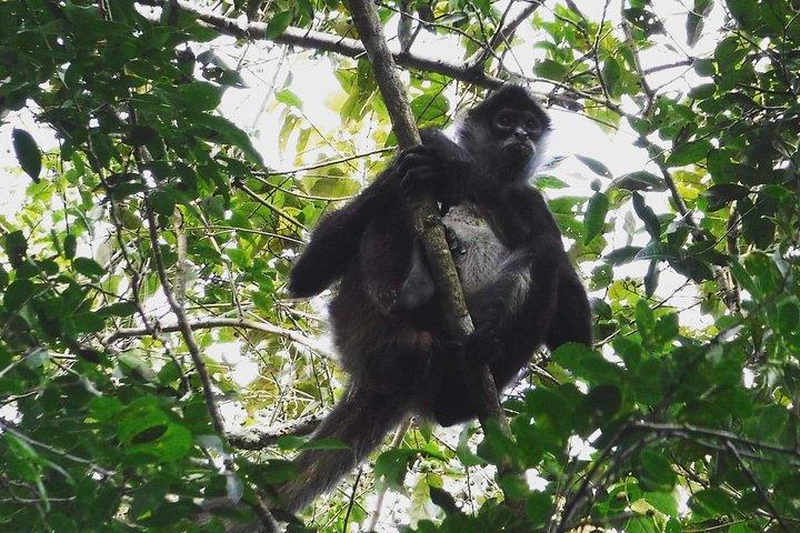 Wild Monkey Adventure (privé, hele dag)