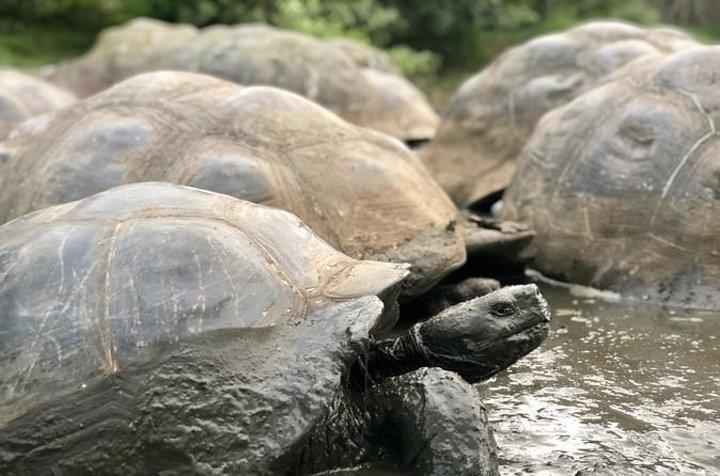 ガラパゴス高地で150歳のゾウガメに出会う