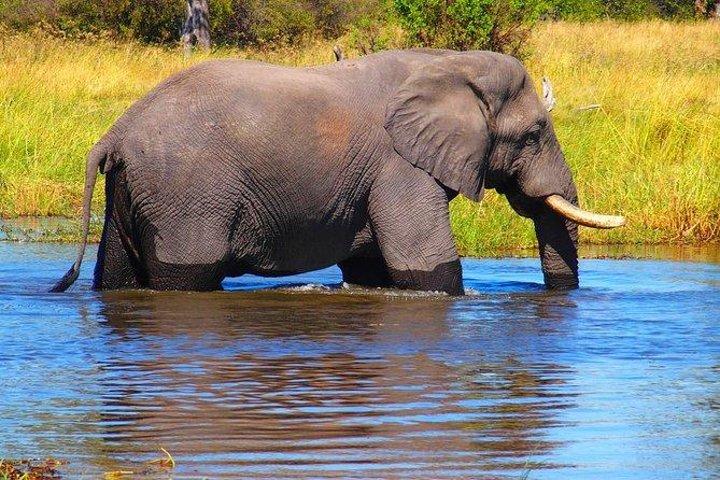 Spildrev/White Rhino sporing