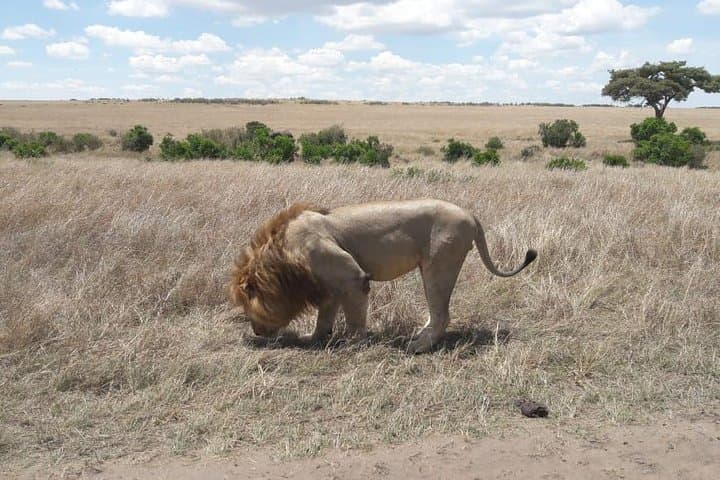 3 Days Masai Mara Safari